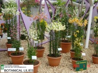 [Several Botanical.JPG]